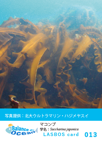 コース: LASBOS card List | LASBOS Moodle